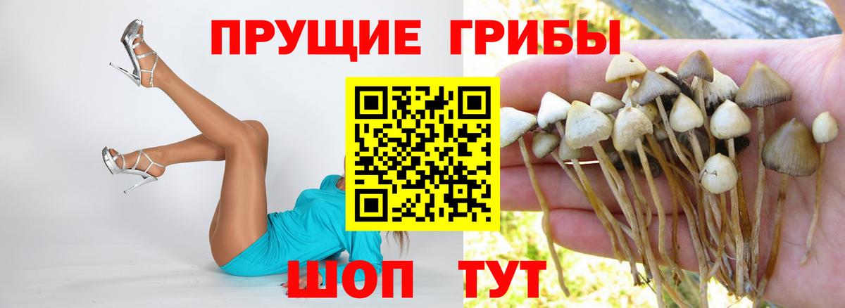 Псилоцибиновые грибы Psilocybe  купить наркотики сайты  Вход с VPN  Бирск  Псилоцибиновые грибы Psilocybine cubensis 